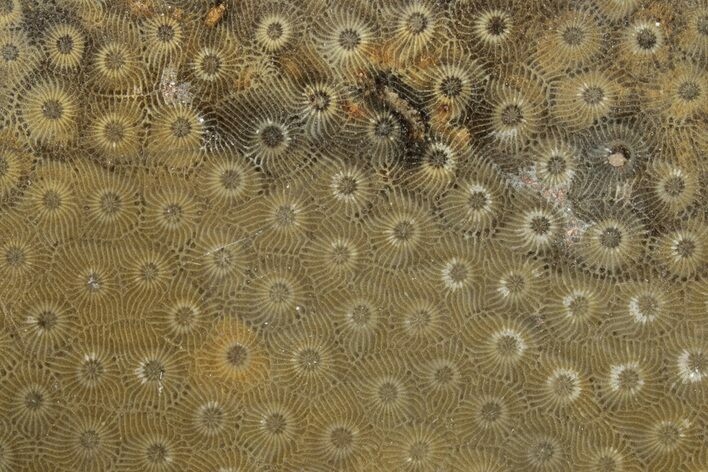 Polished Fossil Rugose Coral Slab - Morocco #276094